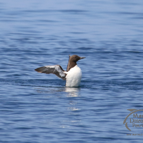 guillemot