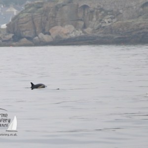 gulls watching dolphins