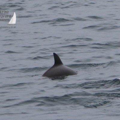 harbour porpoise