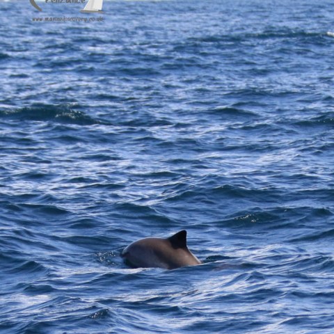 harbour porpoise