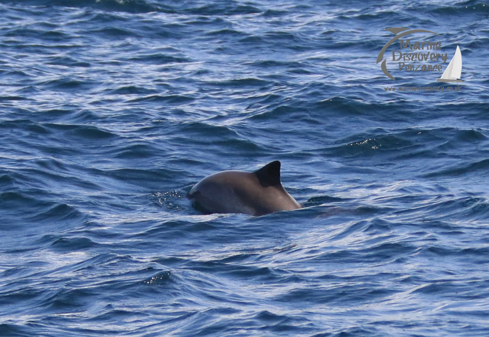 harbour porpoise