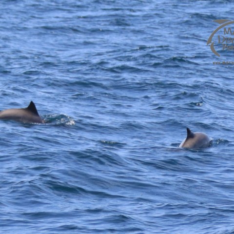harbour porpoises