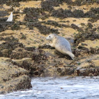 juvenile grey seal