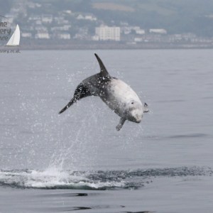 leaping Risso's dolphin