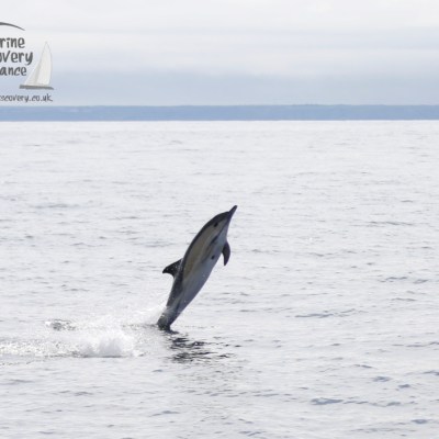 leaping common dolphin