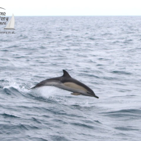 leaping common dolphin