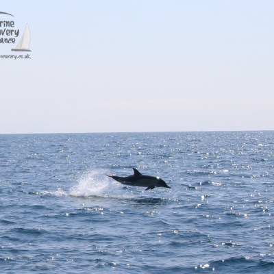 leaping common dolphin