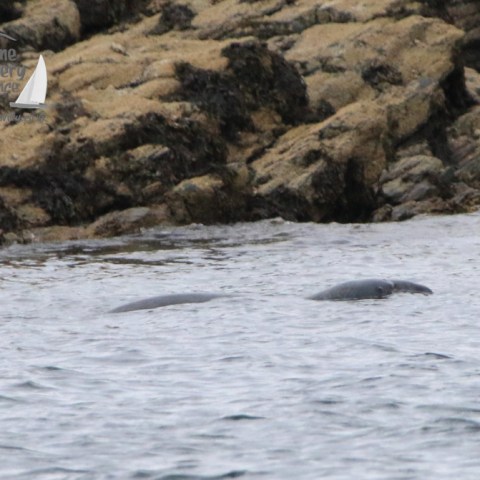 logging grey seal