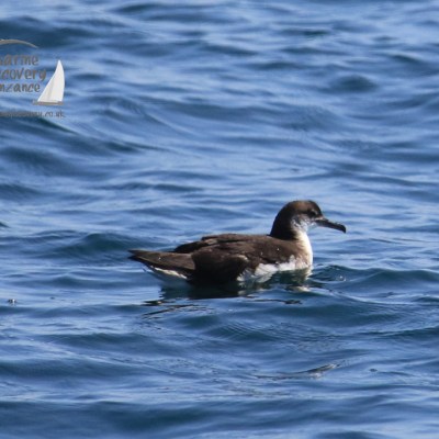 manx shearwater