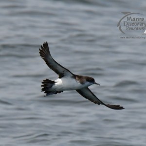 manx shearwater