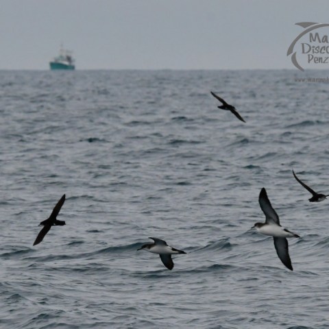 manx shearwaters