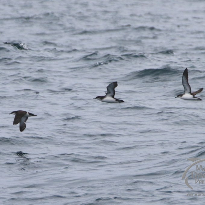 manx shearwaters