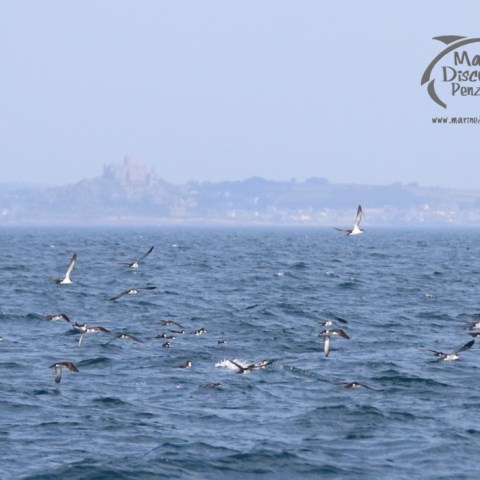 manx shearwaters