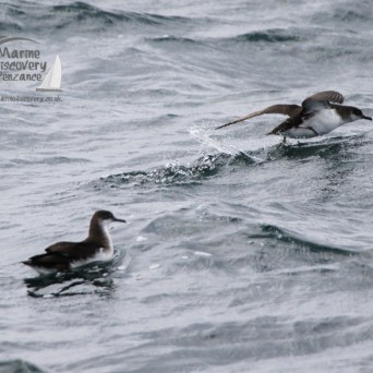 manx shearwaters