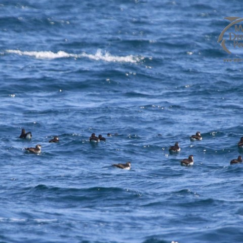 a group of people swimming in a body of water