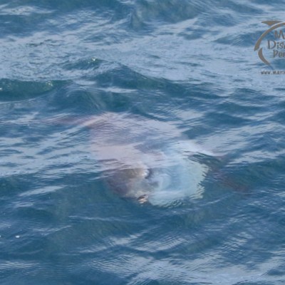 ocean sunfish