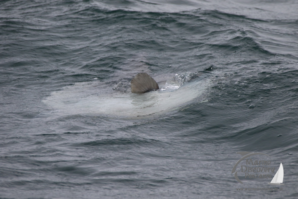 ocean sunfish