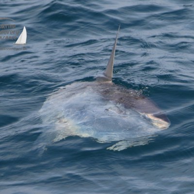 ocean sunfish