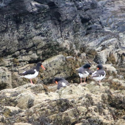 oystercatchers