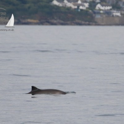 porpoise passing Mousehole