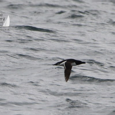 razorbill
