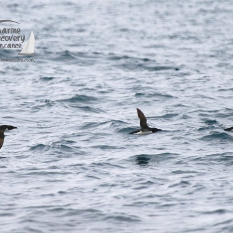 razorbills in flight