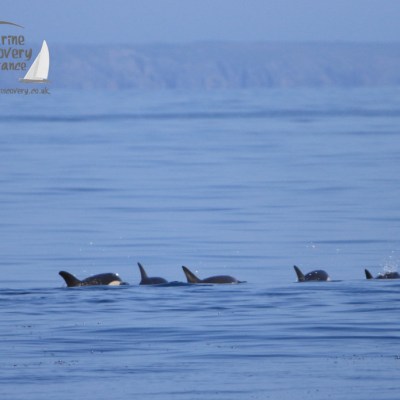 row of common dolphins