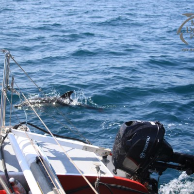 sailing with dolphins