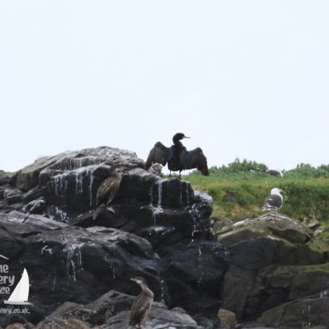 Shag with wings outstretched