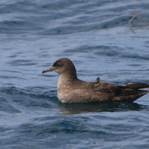 sooty shearwater