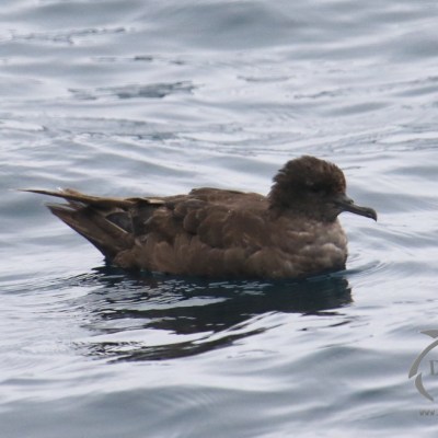 sooty shearwater