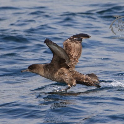 sooty shearwater