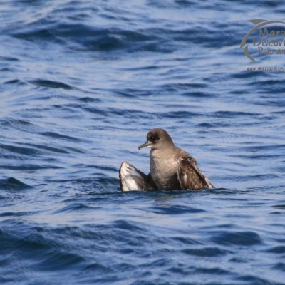 sooty shearwater