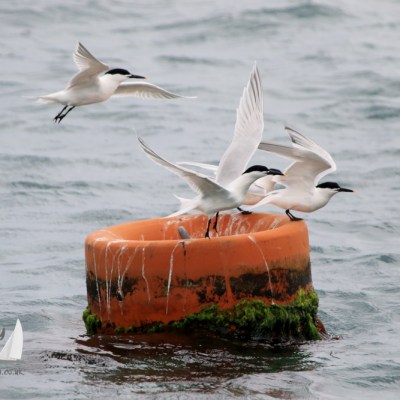terns taking off