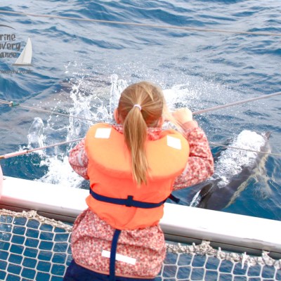 watching common dolphins