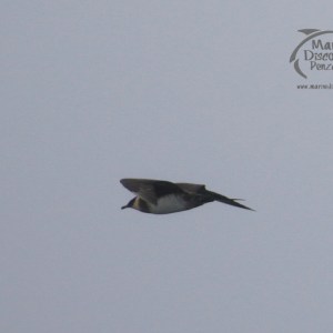 Arctic skua