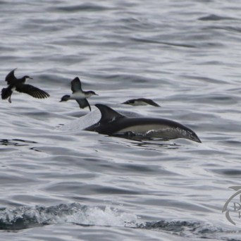 common dolphins and shearwaters