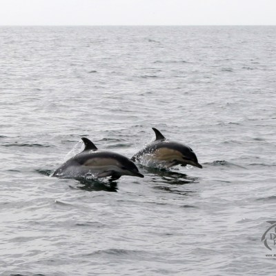 Common dolphins