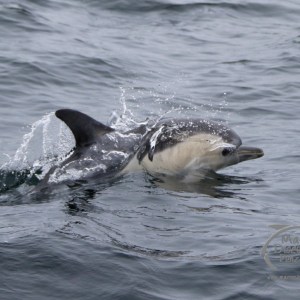 common dolphin