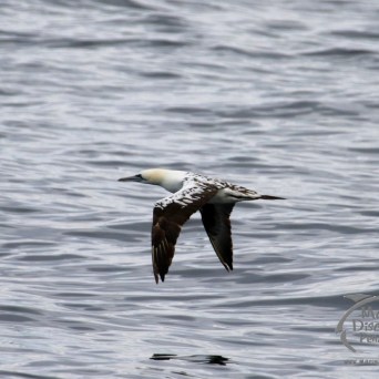 gannet