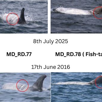 Risso's dolphin match