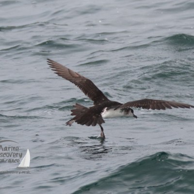 Manx shearwater