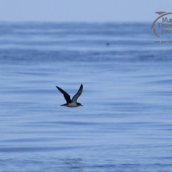 Manx shearwater