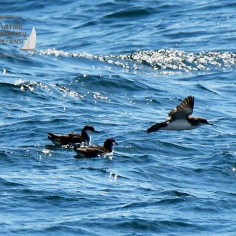 Manx shearwaters