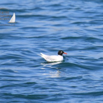 Mediterranean gull
