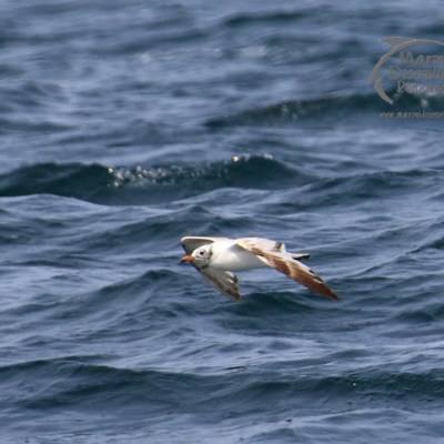 Mediterranean gull