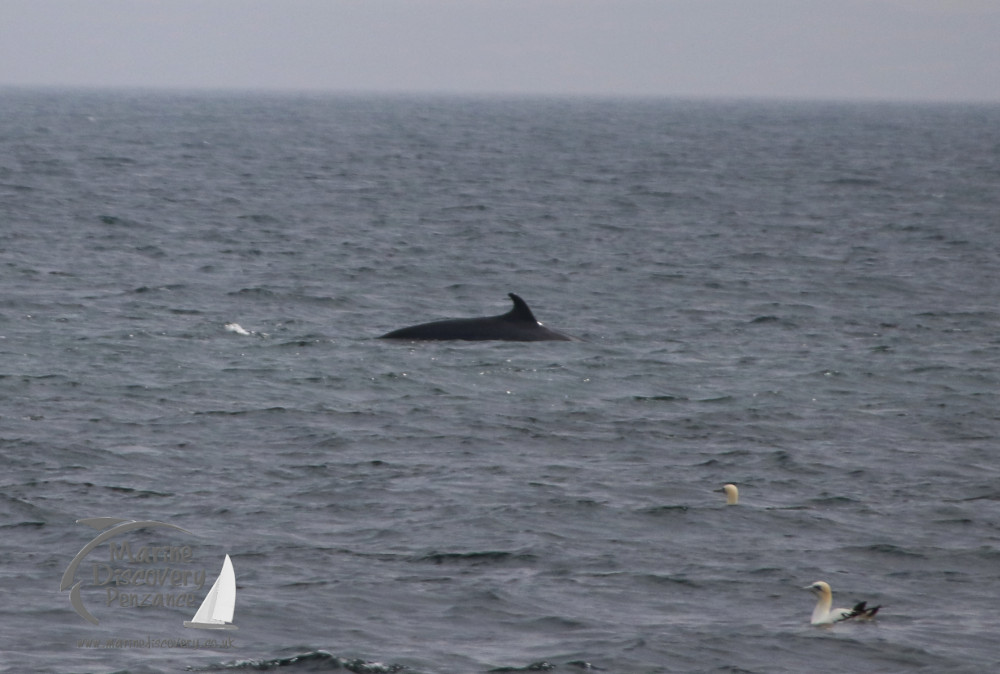 minke whale