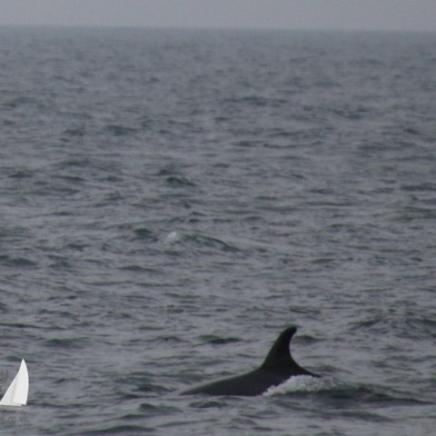 Minke whale