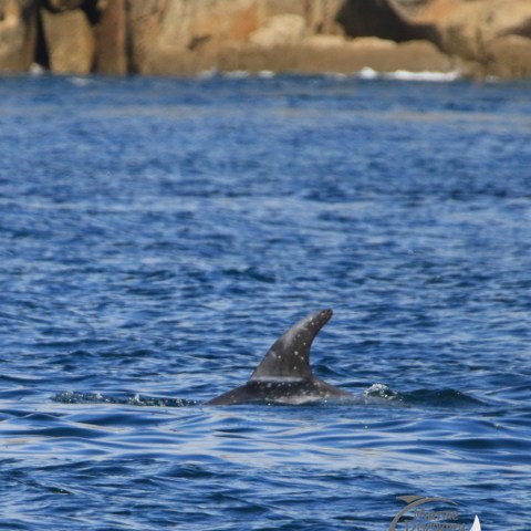 Risso's against coast