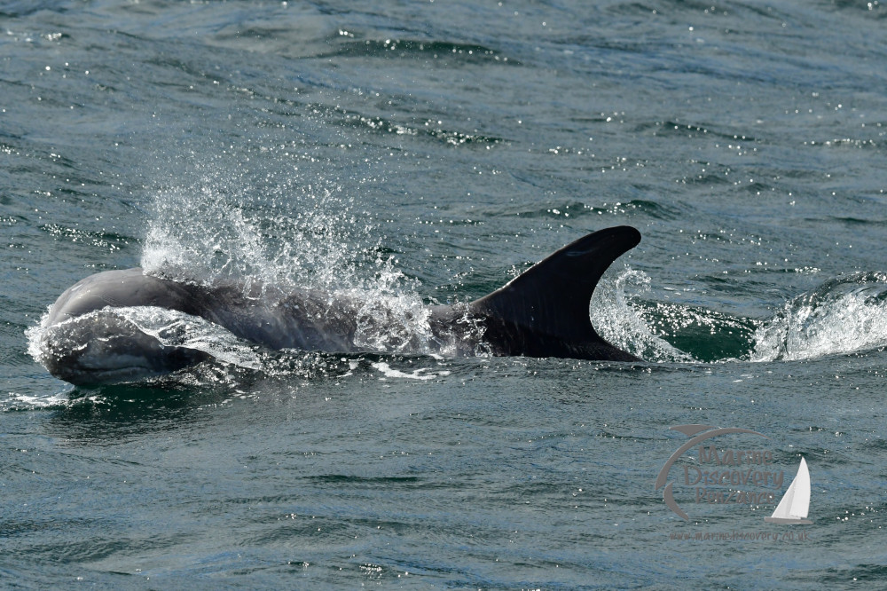 Risso's dolphin
